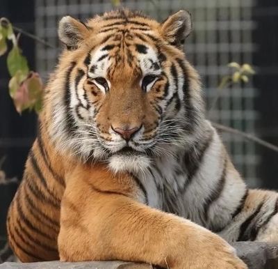 农历3月什么生肖