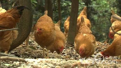 用土包的鸡叫什么