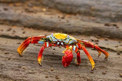 螃蟹是什么星座