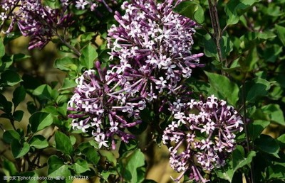 春天花树有哪些